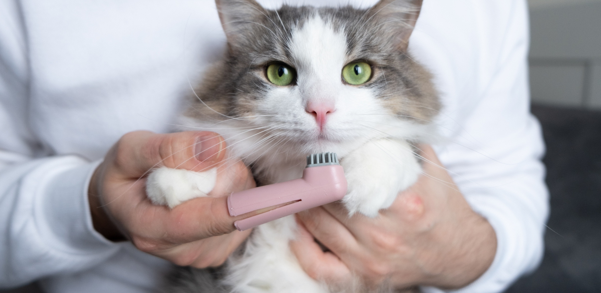 Cat getting teeth brushed