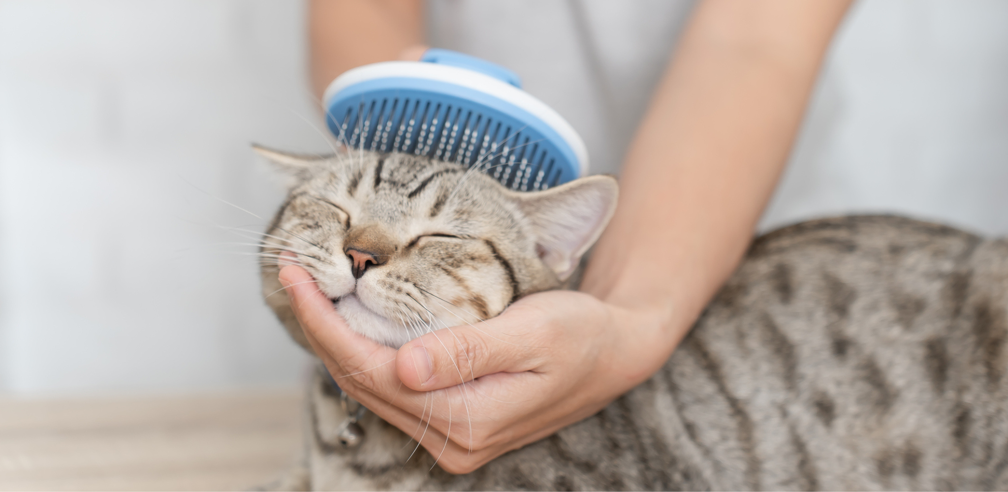 Cat being groomed