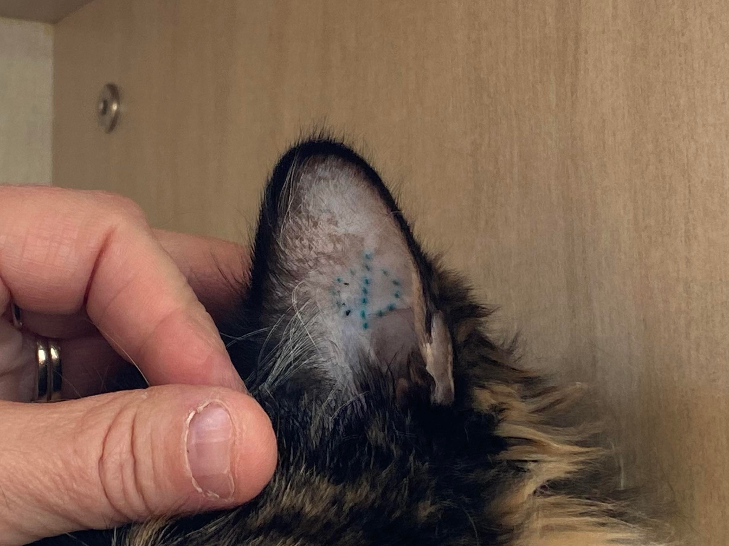 I love that more people are getting their ears tattooed! She isn't able to  keep earrings in at work, so might as well make some permane... | Instagram