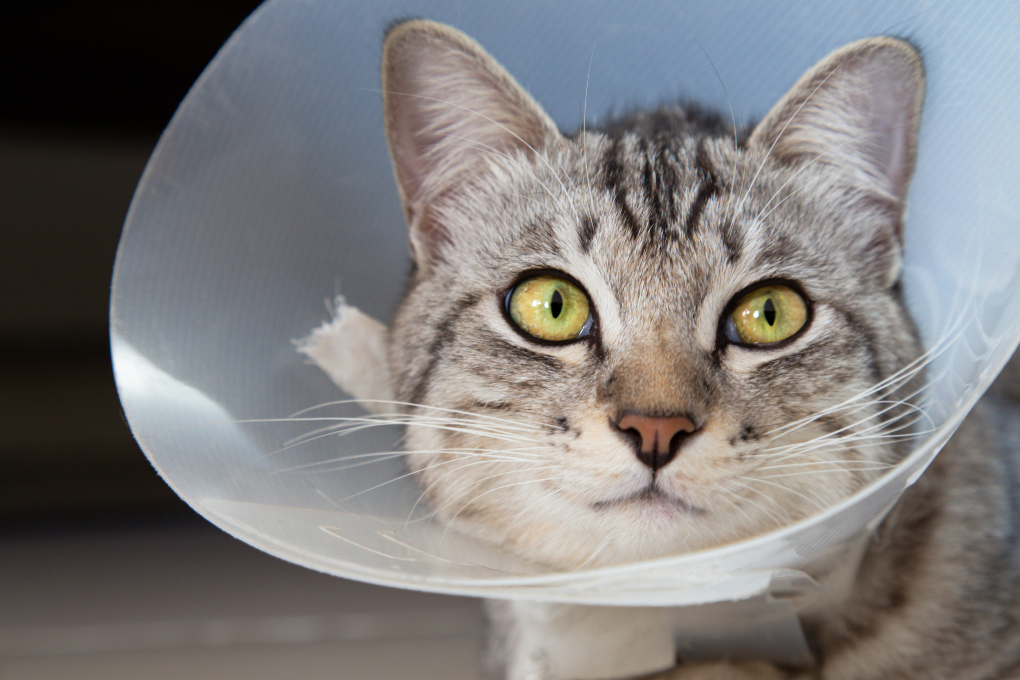 Cat wearing e-collar