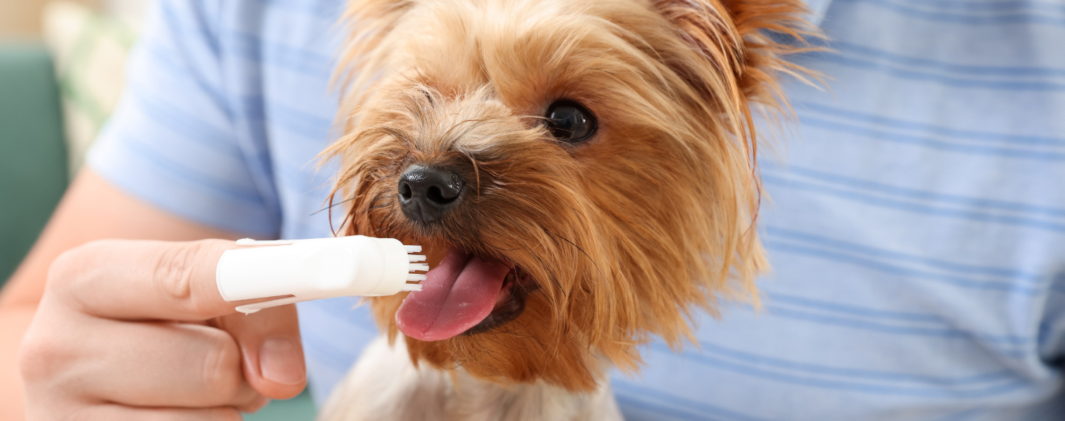 Dog teeth finger brush