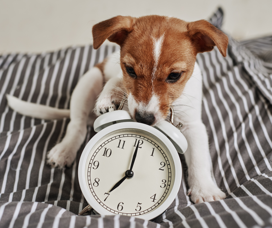 Puppy with clock