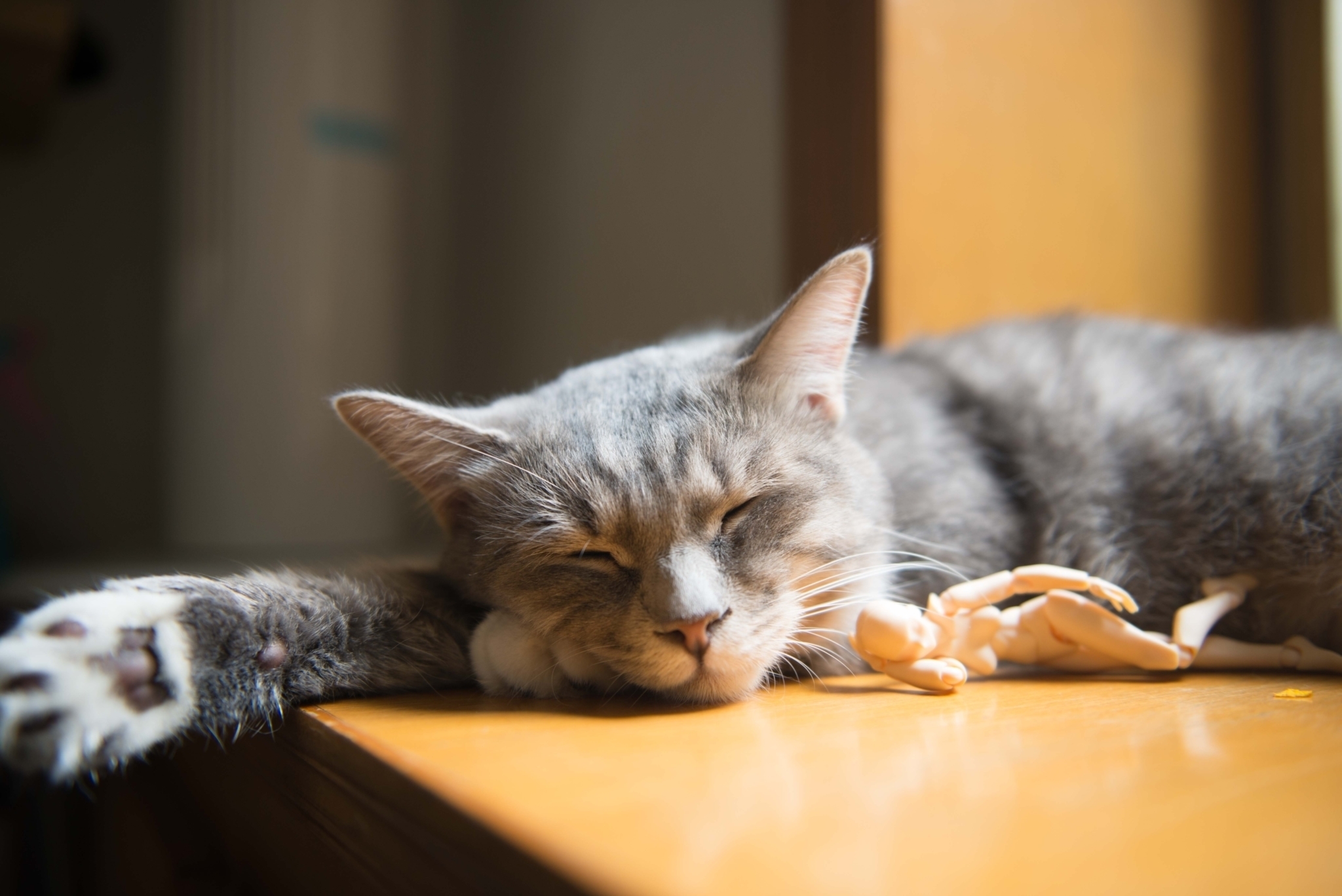 cat in sun