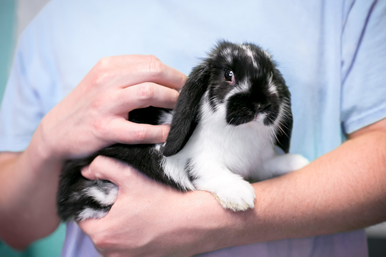 What should I feed my rabbit? AWL Animal Welfare League