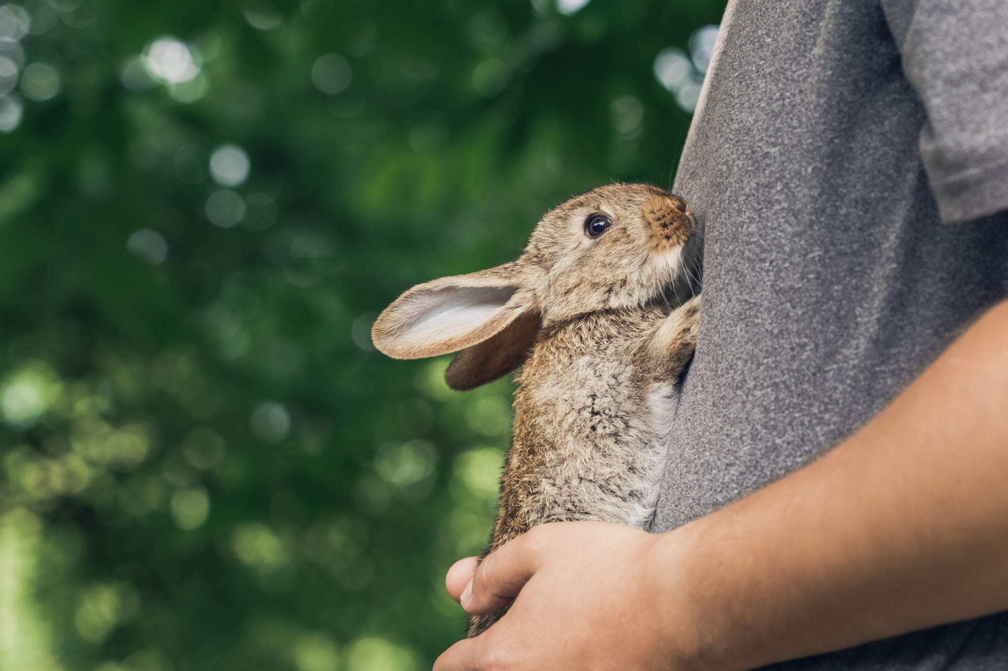 cute rabbit being held