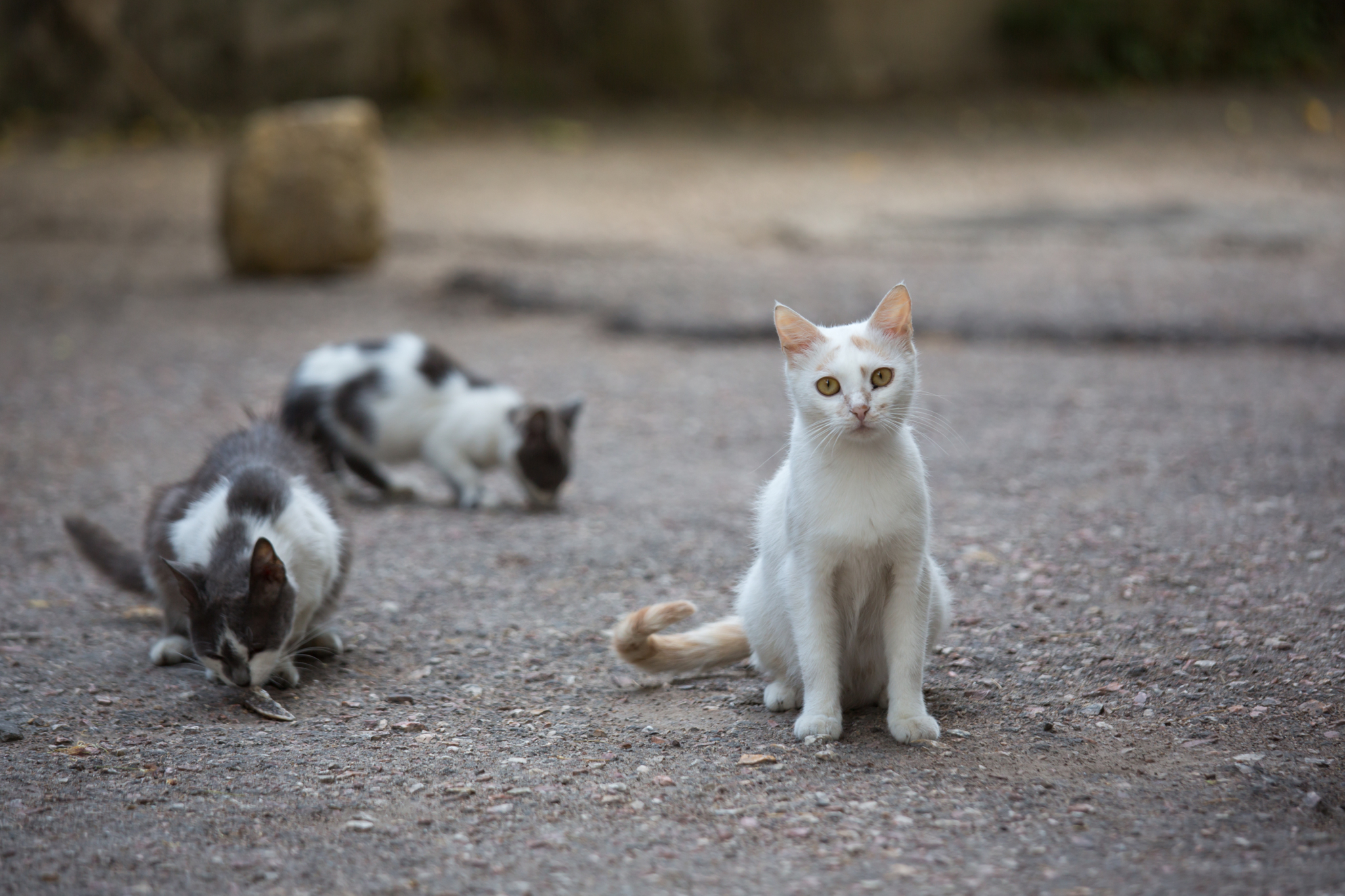 how to introduce a stray cat to your dog