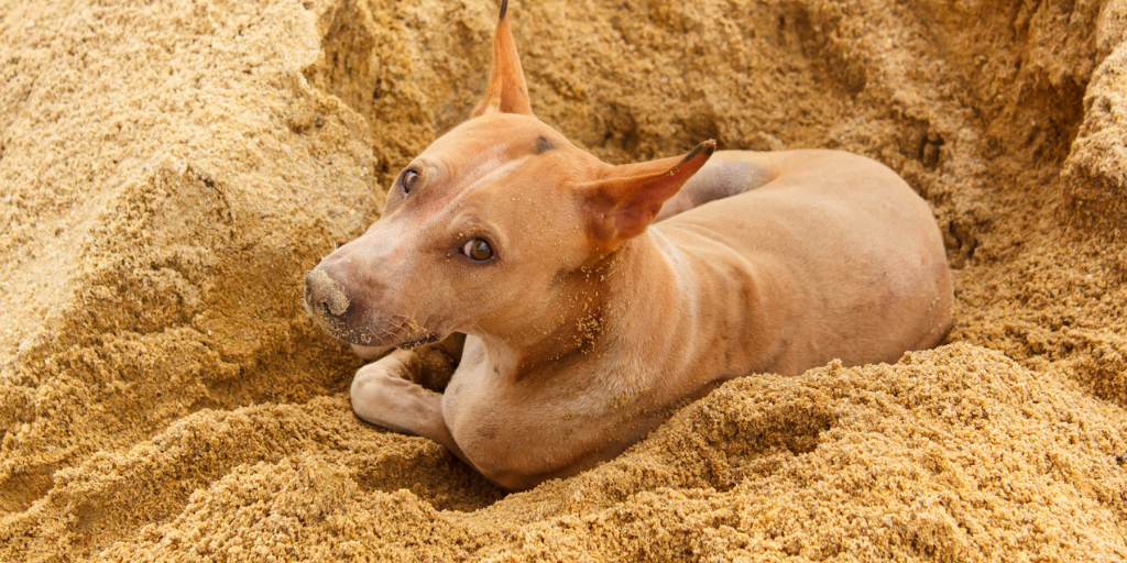 Dog in sandpit