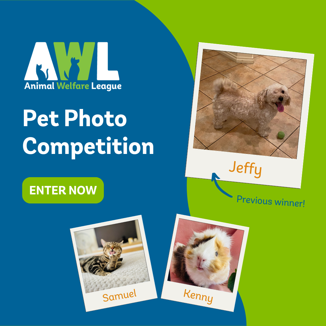 Pet Photo Competition Web Pop Up