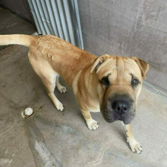 DOG651