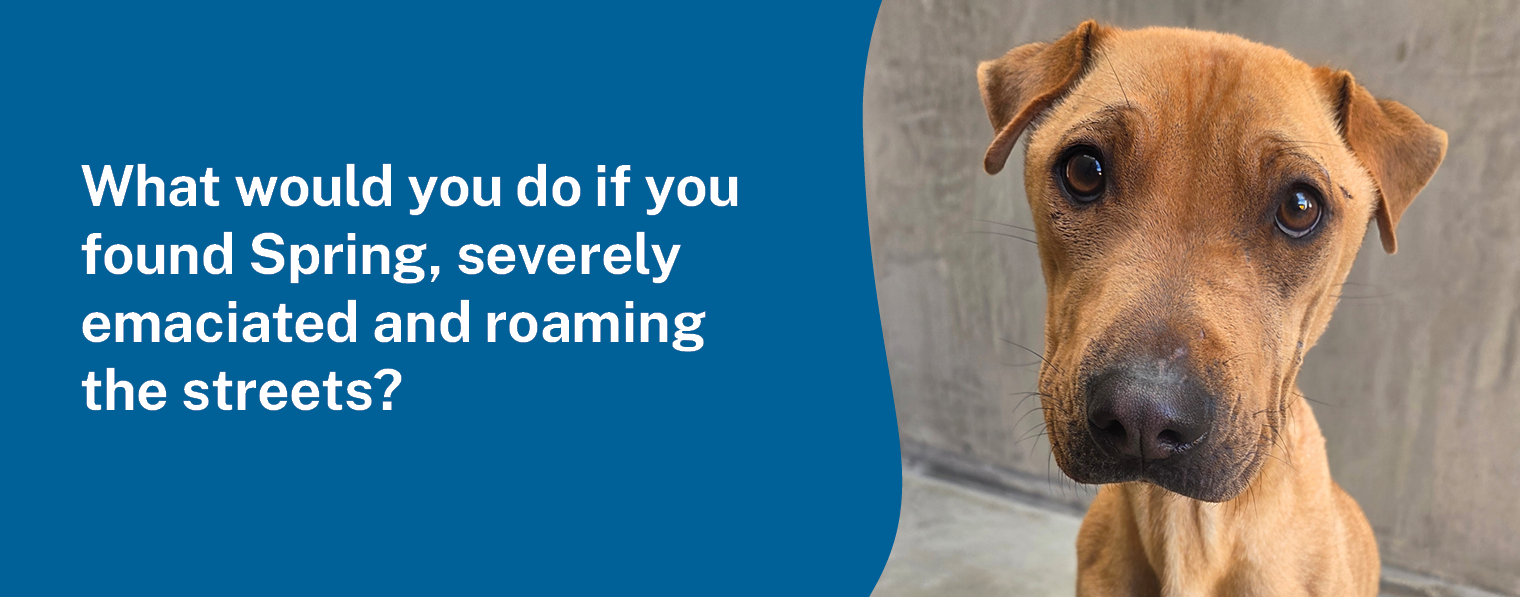 AWL TAX Appeal 26 Website 1520x601 Spring