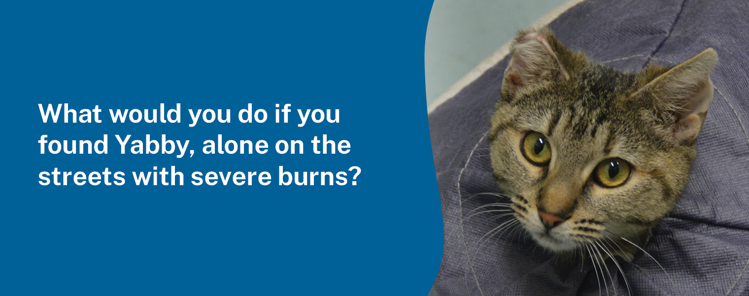 AWL TAX Appeal 26 Website 1520x601 Yabby