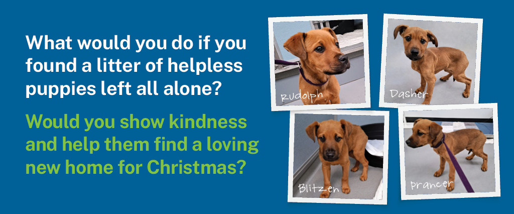 AWL XMAS Appeal 25 EDM 2 FA