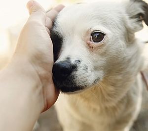 Dogs | AWL | Animal Welfare League Dogs | AWL | Animal Welfare League