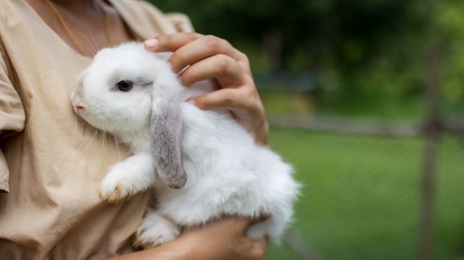 Rehome your rabbit | AWL | Animal Welfare League