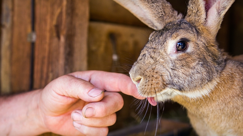 Your new rabbit | AWL | Animal Welfare League