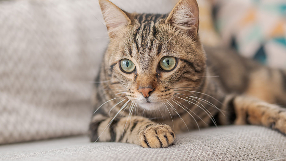 Adopting your new cat | AWL | Animal Welfare League