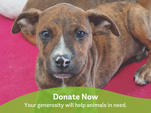 Home | AWL | Animal Welfare League Home | AWL | Animal Welfare League