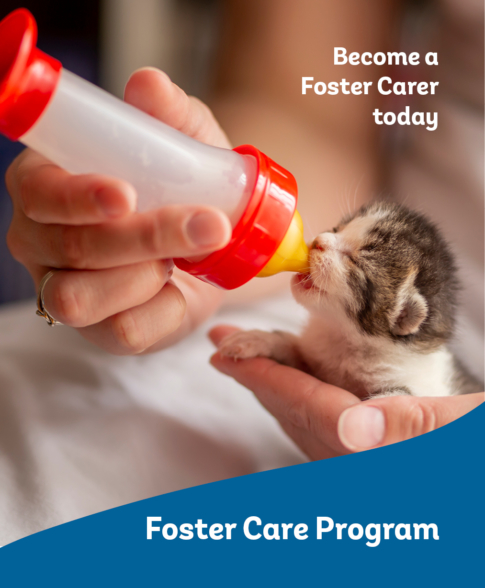 AWL Website Home page CTA Foster Care Recruitment v2